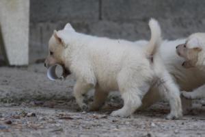 White-German-Shepherd-Puppies-190