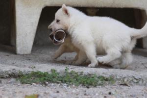 White-German-Shepherd-Puppies-196