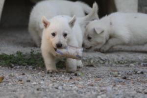 White-German-Shepherd-Puppies-198