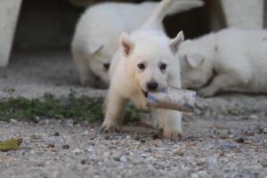 White-German-Shepherd-Puppies-199