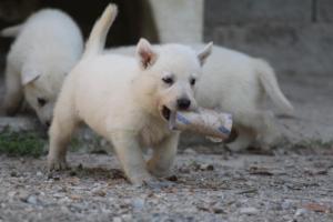 White-German-Shepherd-Puppies-200