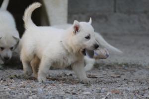 White-German-Shepherd-Puppies-201