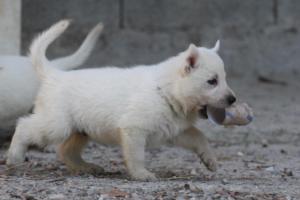 White-German-Shepherd-Puppies-202