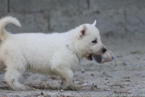 White-German-Shepherd-Puppies-203