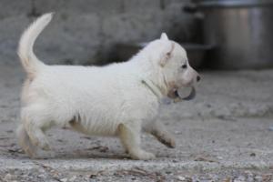 White-German-Shepherd-Puppies-204