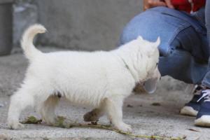 White-German-Shepherd-Puppies-206