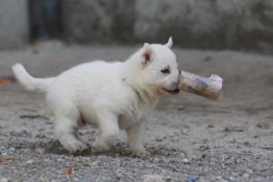 White-German-Shepherd-Puppies-217