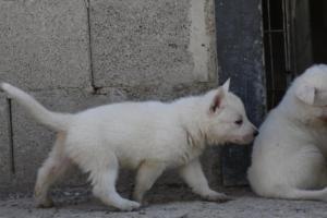 White-German-Shepherd-Puppies-222