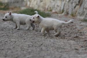 White-Shepherd-Puppies-BTWW-Sparta-024