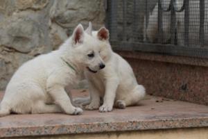 White-Shepherd-Puppies-BTWW-Sparta-073