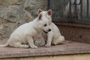 White-Shepherd-Puppies-BTWW-Sparta-074