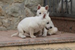 White-Shepherd-Puppies-BTWW-Sparta-075