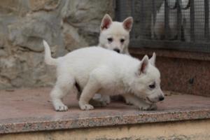 White-Shepherd-Puppies-BTWW-Sparta-076
