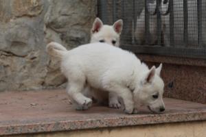 White-Shepherd-Puppies-BTWW-Sparta-077