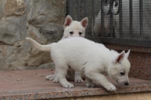 White-Shepherd-Puppies-BTWW-Sparta-078