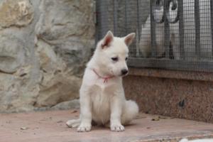 White-Shepherd-Puppies-BTWW-Sparta-079