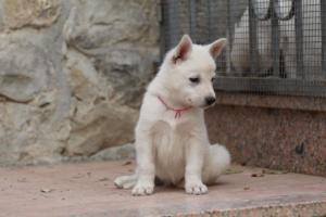 White-Shepherd-Puppies-BTWW-Sparta-080