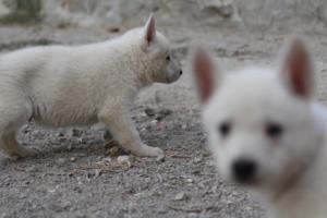 White-Shepherd-Puppies-BTWW-Sparta-081