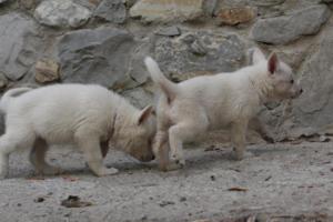 White-Shepherd-Puppies-BTWW-Sparta-082