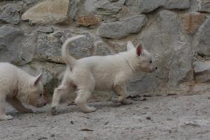 White-Shepherd-Puppies-BTWW-Sparta-083