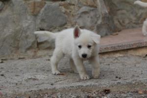 White-Shepherd-Puppies-BTWW-Sparta-085