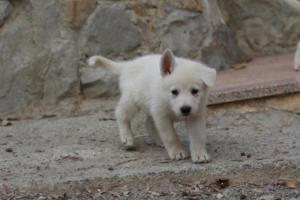 White-Shepherd-Puppies-BTWW-Sparta-086