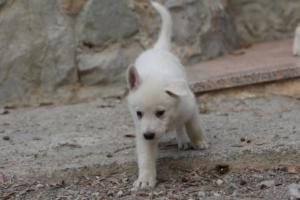 White-Shepherd-Puppies-BTWW-Sparta-087