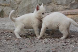 White-Shepherd-Puppies-BTWW-Sparta-088