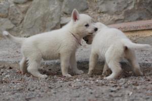 White-Shepherd-Puppies-BTWW-Sparta-089