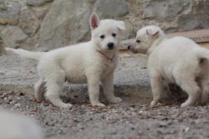 White-Shepherd-Puppies-BTWW-Sparta-090