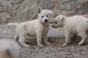 White-Shepherd-Puppies-BTWW-Sparta-091