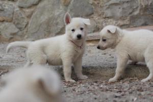 White-Shepherd-Puppies-BTWW-Sparta-092