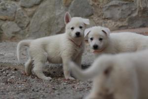 White-Shepherd-Puppies-BTWW-Sparta-093