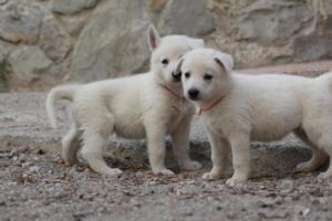 White-Shepherd-Puppies-BTWW-Sparta-094