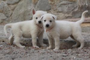 White-Shepherd-Puppies-BTWW-Sparta-095