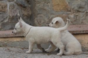 White-Shepherd-Puppies-BTWW-Sparta-096