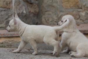 White-Shepherd-Puppies-BTWW-Sparta-097