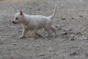 White-Shepherd-Puppies-BTWW-Sparta-104