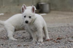 White-Shepherd-Puppies-BTWW-Sparta-107