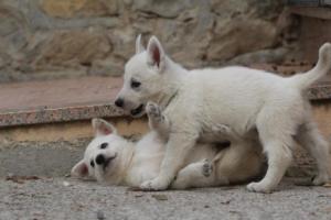 White-Shepherd-Puppies-BTWW-Sparta-108