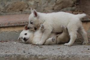 White-Shepherd-Puppies-BTWW-Sparta-109