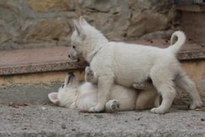 White-Shepherd-Puppies-BTWW-Sparta-112
