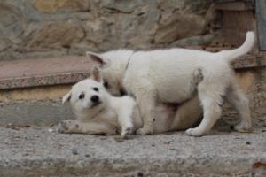 White-Shepherd-Puppies-BTWW-Sparta-117