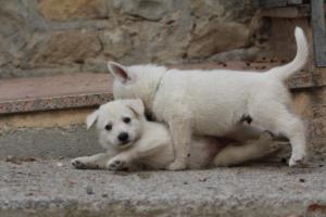 White-Shepherd-Puppies-BTWW-Sparta-118