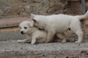 White-Shepherd-Puppies-BTWW-Sparta-119