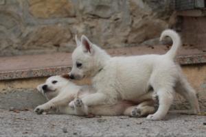 White-Shepherd-Puppies-BTWW-Sparta-131