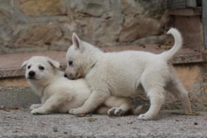 White-Shepherd-Puppies-BTWW-Sparta-134