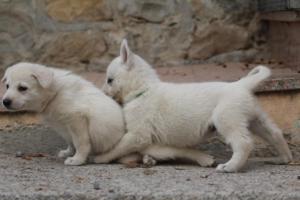 White-Shepherd-Puppies-BTWW-Sparta-135