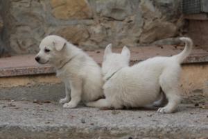 White-Shepherd-Puppies-BTWW-Sparta-137
