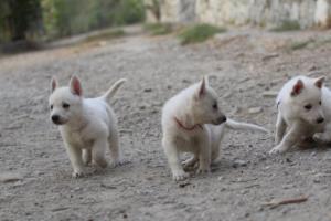 White-Shepherd-Puppies-BTWW-Sparta-139